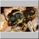 Heriades truncorum - Loecherbiene w06a 6mm.jpg